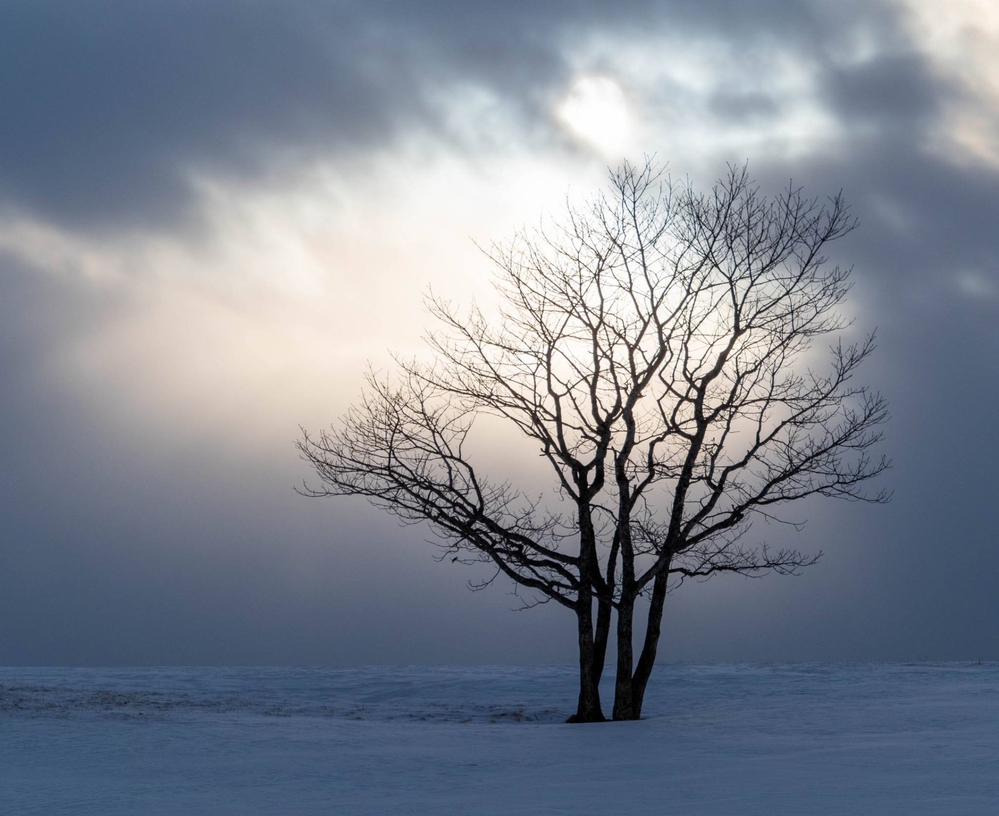 Backlit tree